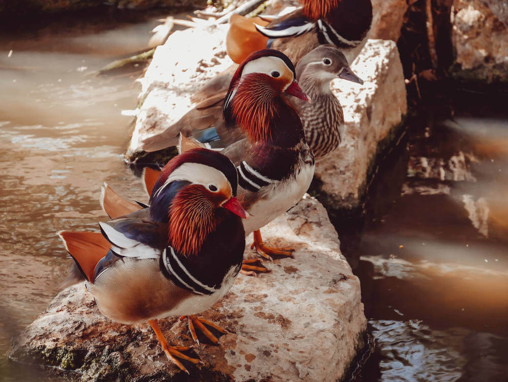 mandarynki kaczki nad rzeką