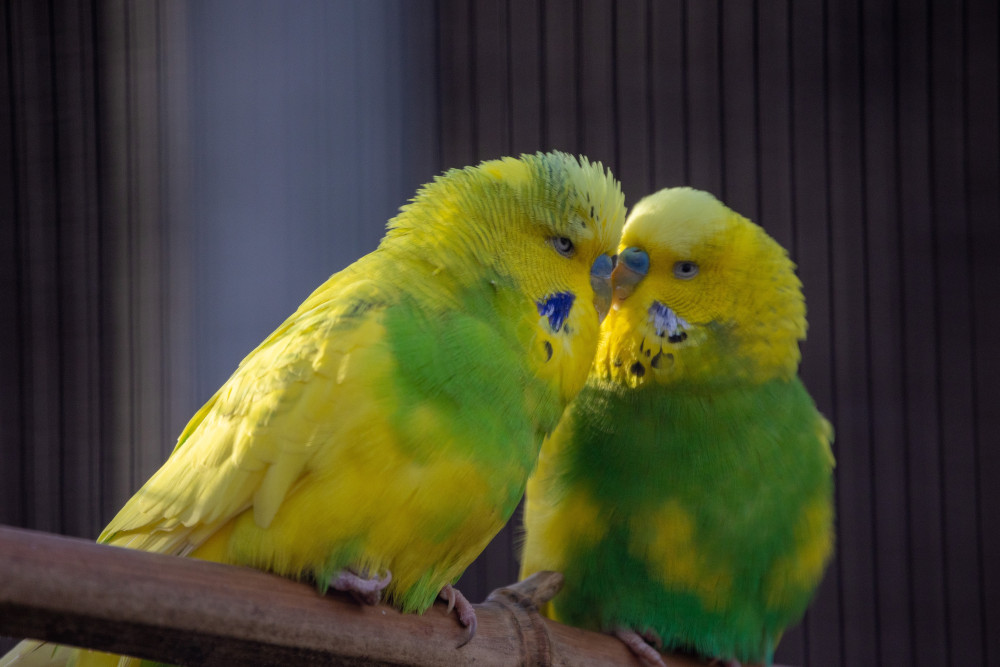 Klatka dla Papugi Falistej: Ranking i Opinie