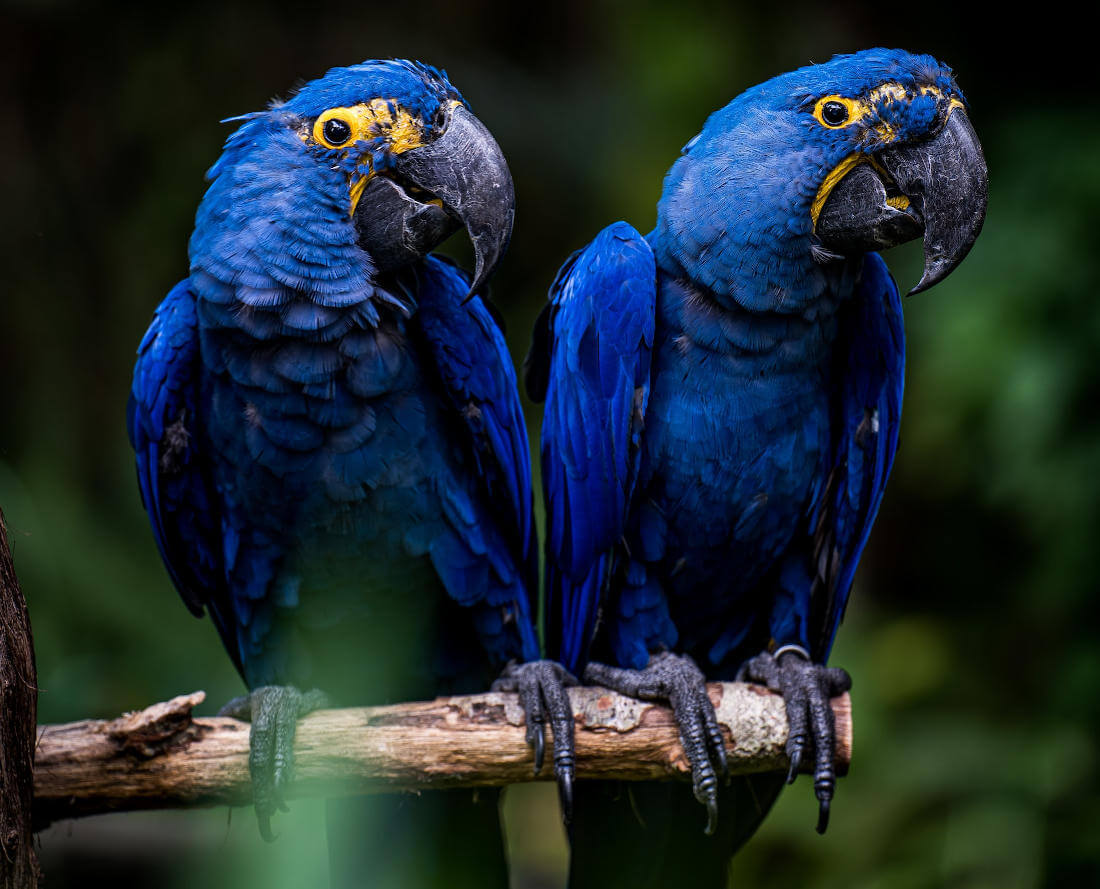 Egzotyczne ptaki jako domowe zwierzęta: Co musisz wiedzieć?