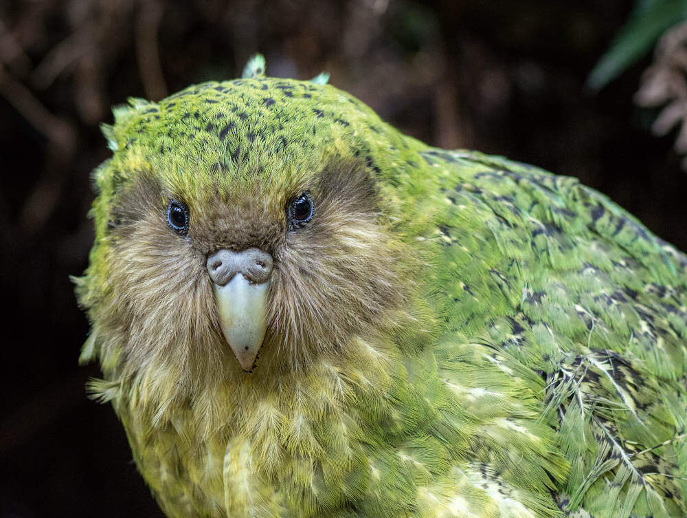 Kakapo papuga