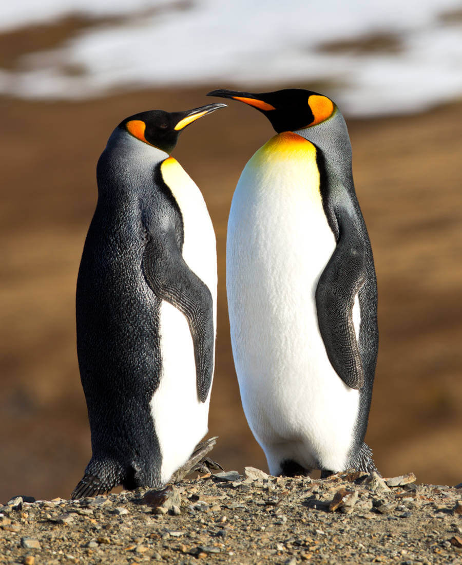 dwa pingwiny stojące naprzeciwko siebie