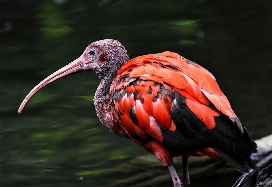 ptak ibis w wodzie