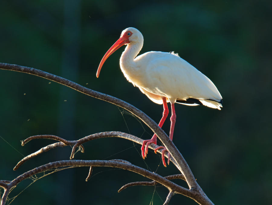 ibis na gałęzi