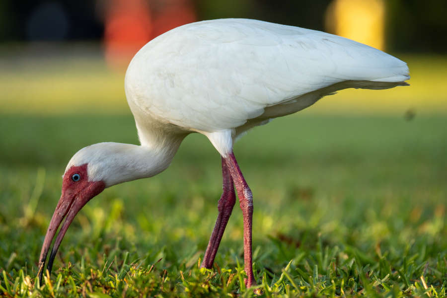 ptak ibis skubie trawę