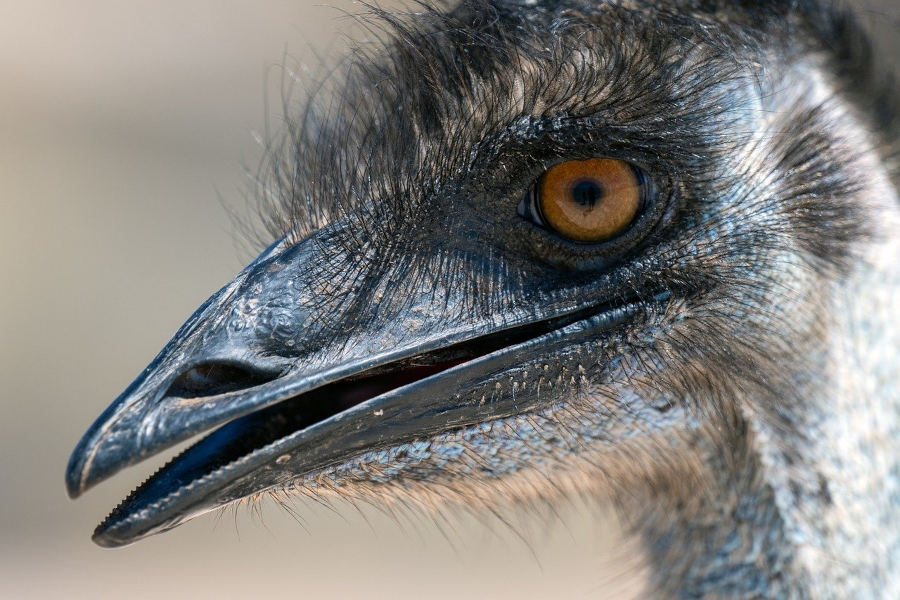 Emu w przyblizeniu na dziob i oko