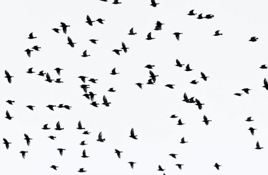 Ptaki latajace
